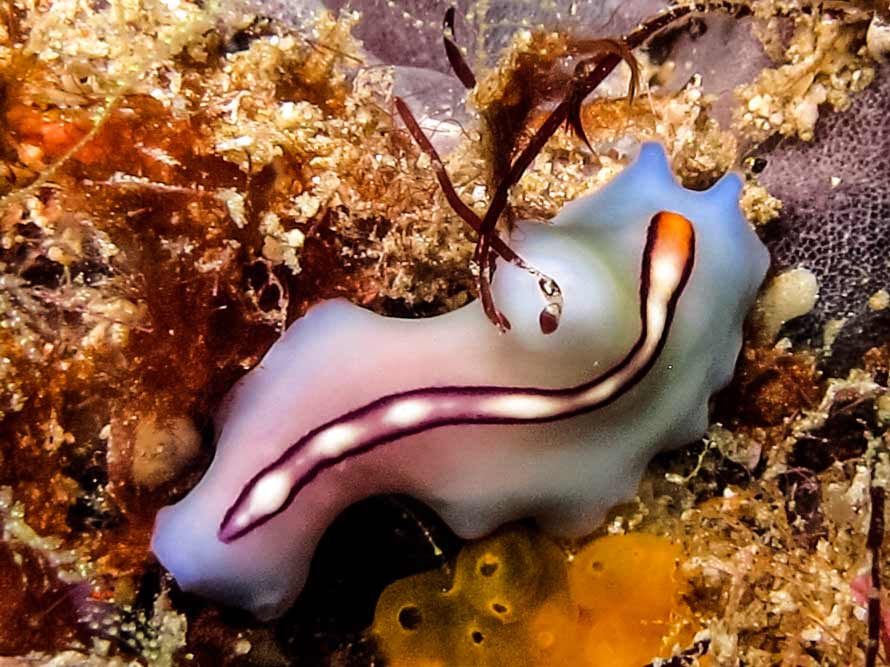 Pseudoceros bifurcus